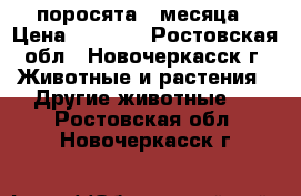 поросята 2 месяца › Цена ­ 3 000 - Ростовская обл., Новочеркасск г. Животные и растения » Другие животные   . Ростовская обл.,Новочеркасск г.